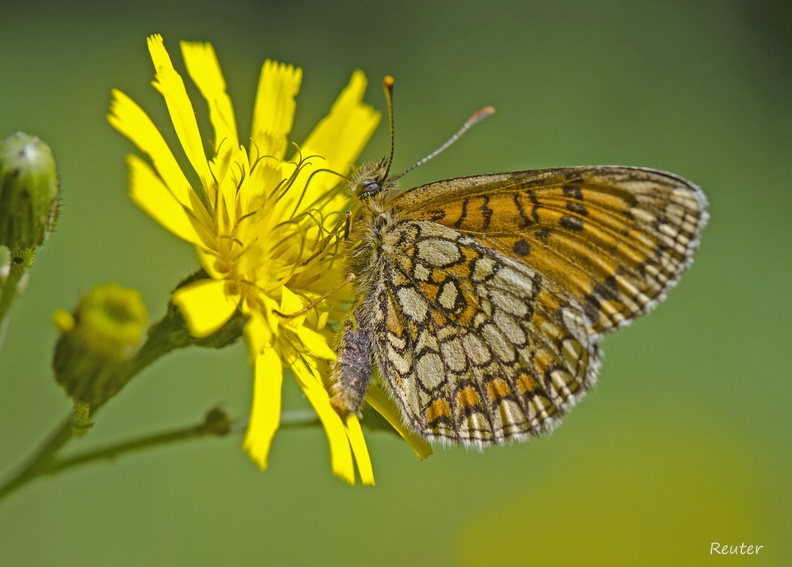 Scheckenfalter (Melitaea sp.)